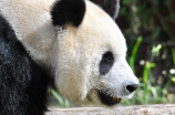 大熊猫繁殖基地：成都保护大熊猫的重要基地